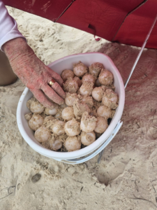 A bucket of turtle eggs is protected from the sun under a red umbrella.
