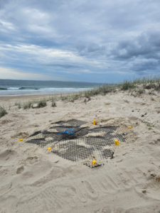 Turtle nest relocated to dunes and protected from predators with caging.