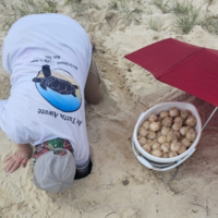 A volunteer relocates turtle eggs to a safe place in the dunes on Bribie Island, protecting them from the sun under a red umbrella.
