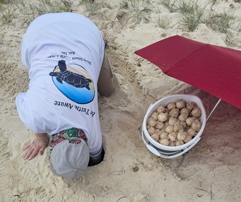 A volunteer relocates turtle eggs to a safe place in the dunes on Bribie Island, protecting them from the sun under a red umbrella.