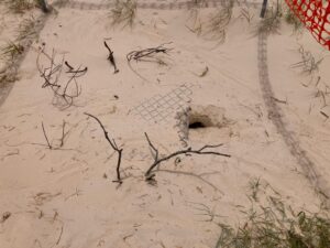 Goanna tracks surround a caged turtle's nest in white sand on Bribie Island.