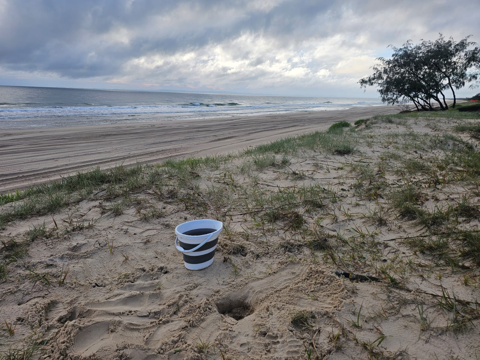 A white bucket waits next to a turtle nest that has been uncovered on a long beach with dune grass and rolling surf in the background.