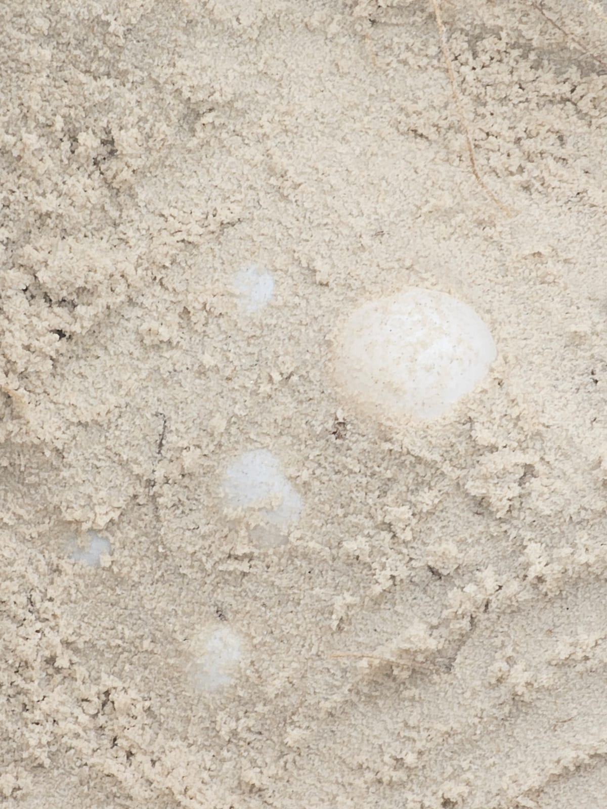 The first few white turtle eggs are uncovered in white sand as the top layer is scooped away.