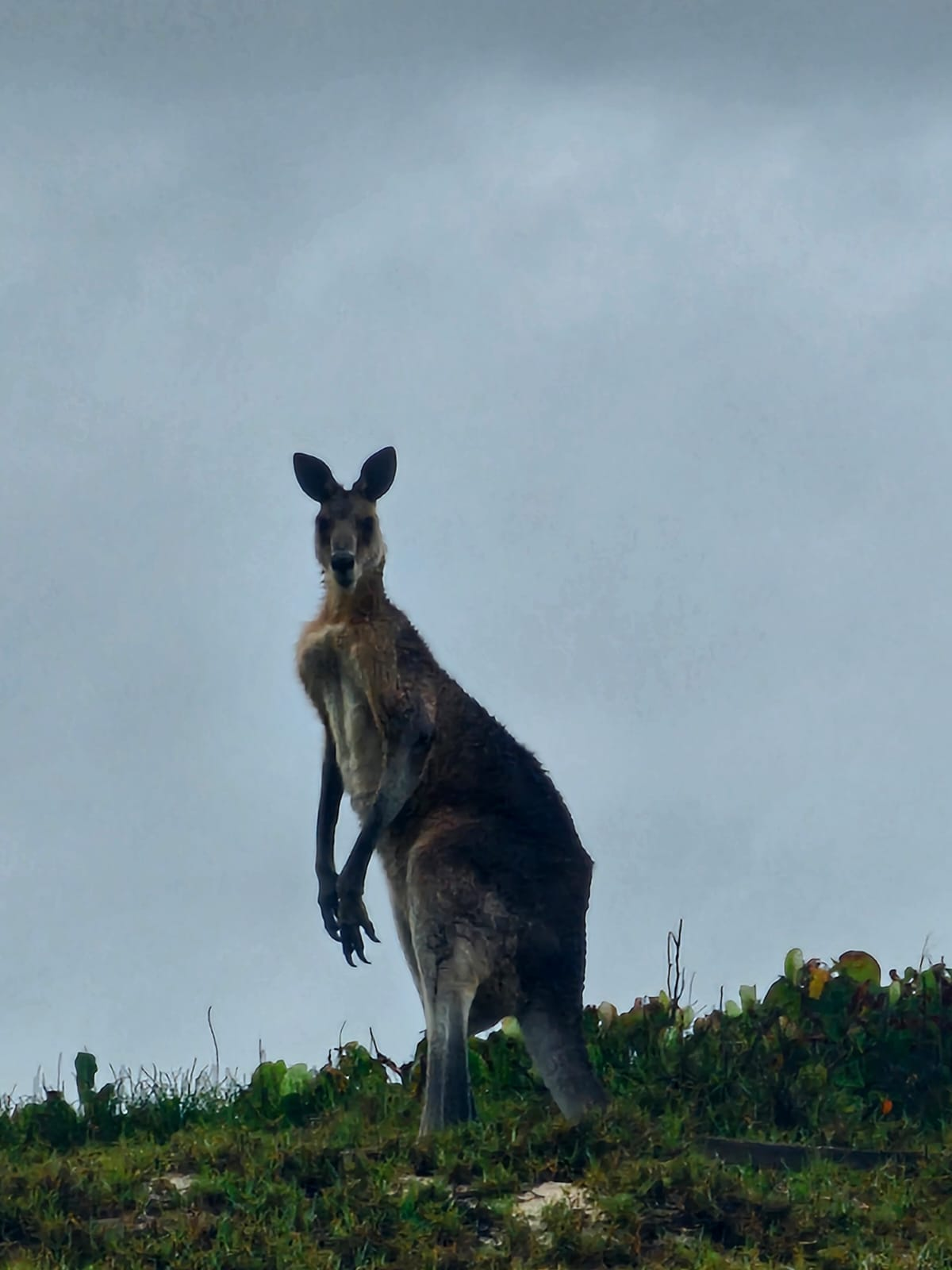 A friendly kangaroo standing on dunes covered in green plants against a grey sky watches volunteers.
