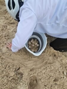 A volunteer dressed in white wearing a bike helmet kneels in the sand scooping turtle eggs into a white bucket.