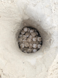 Nest of 126 turtle eggs in white sand waiting to be relocated.