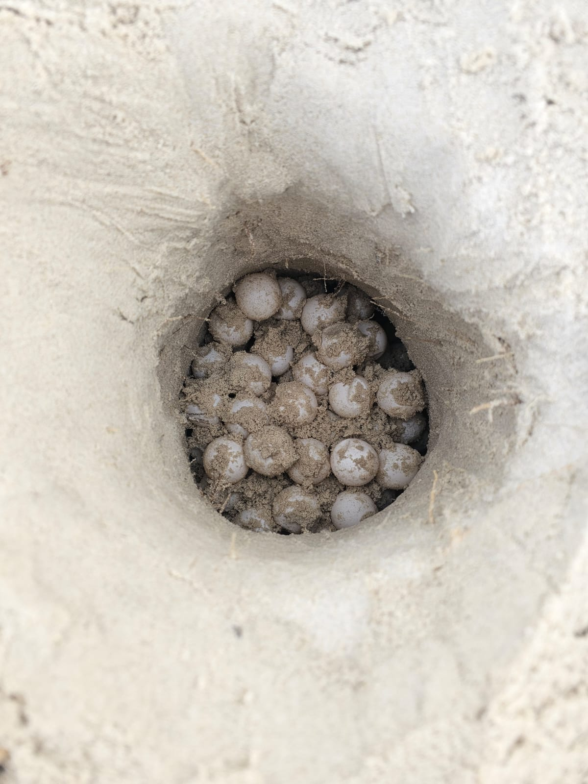 Nest of 126 turtle eggs in white sand waiting to be relocated.
