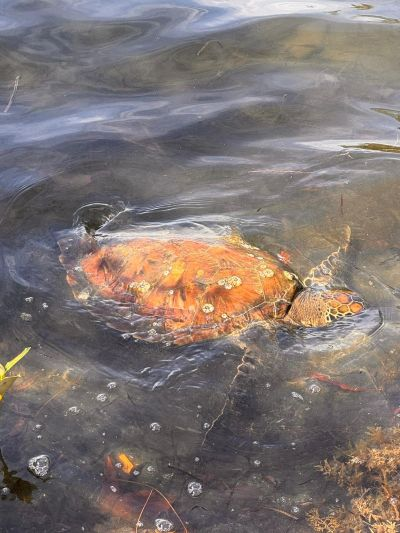 Green Sea Turtle grazing in Lake